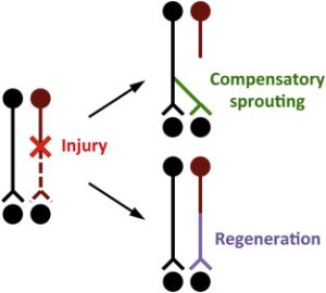 Using mTrigger Biofeedback to Redefine Progress after Spinal Cord Injury