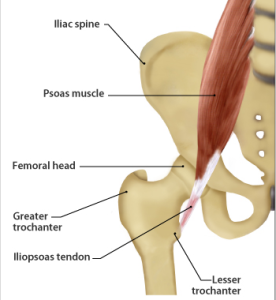 Why You Should Train Anterior Hip Muscles with mTrigger Biofeedback