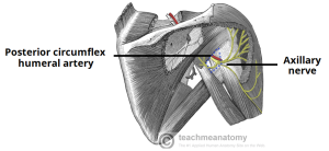 How to use mTrigger Biofeedback after Muscle or Nerve Transfer Surgery