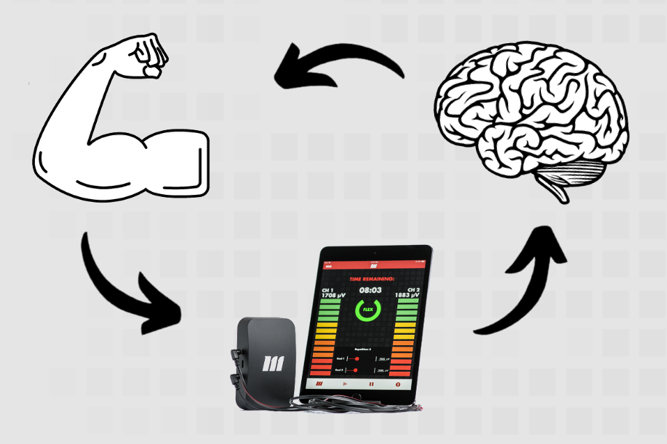 Cycle of visual feedback on motor activity