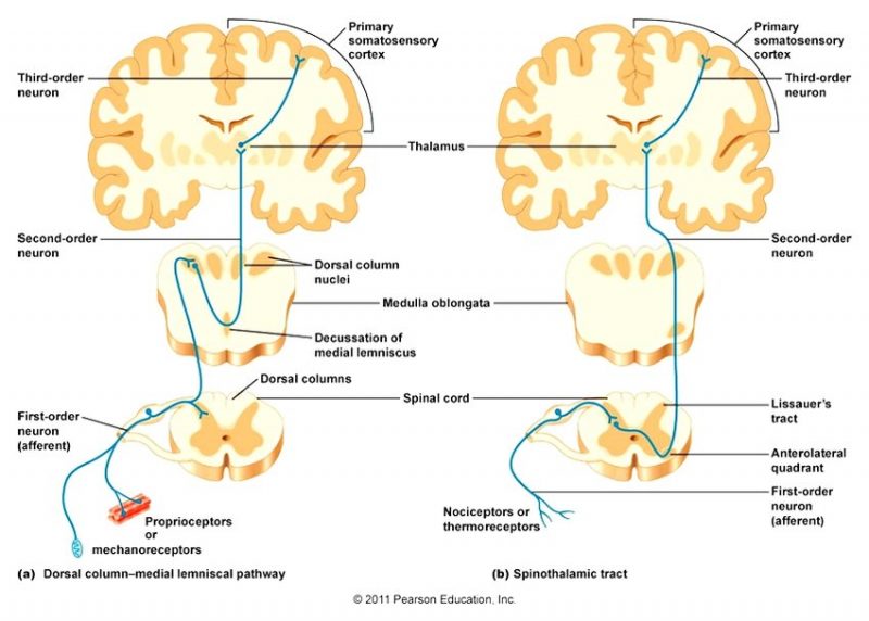 Moving Better Starts in the Brain: Promoting Motor Learning with ...